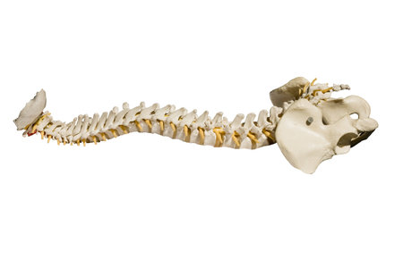 A spinal column on a white background
