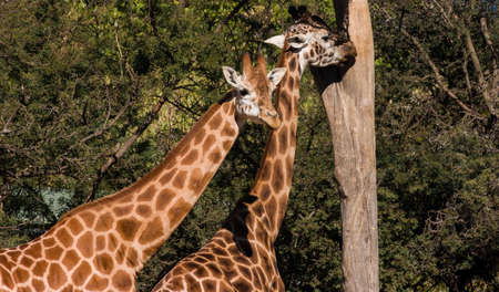 Two Giraffes near a dead treeの写真素材