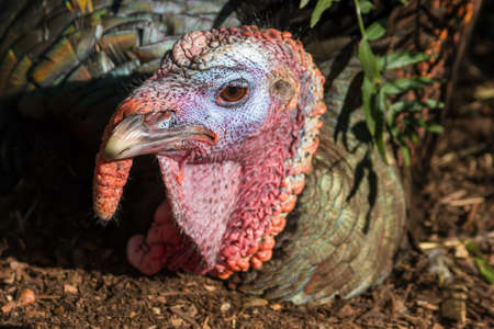 Bush Turkey in the underbrushの写真素材