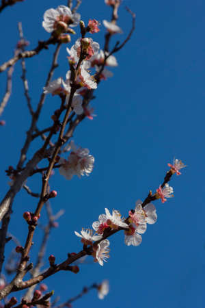 A flowering apricot tree in springの写真素材