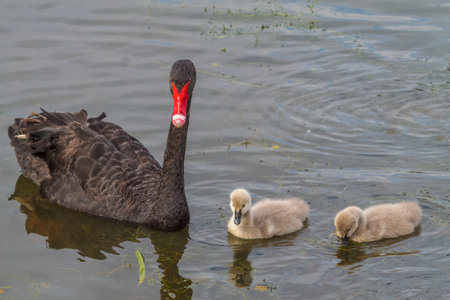 A parent black swan with cygnetsの写真素材