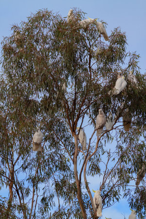 Cockatoos sitting in a gum treeの写真素材
