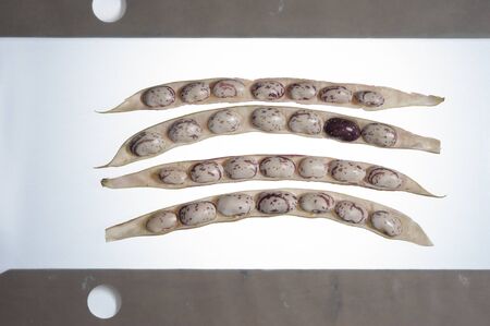 Greek traditional beans barbounia whiteの写真素材