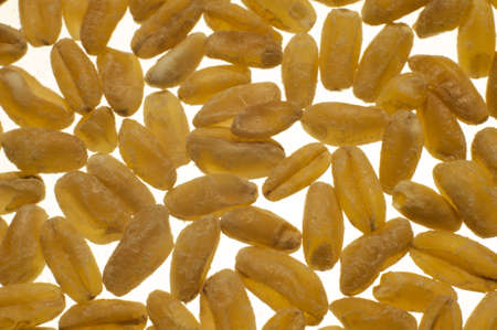 wheat cereals healthy nutrition grain crop harvestsの写真素材