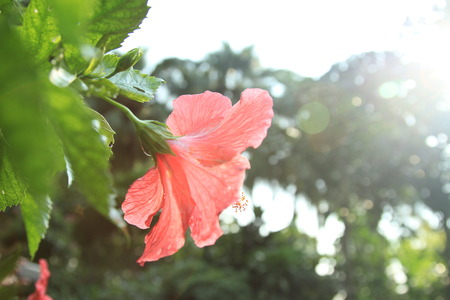 Flowerの写真素材