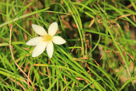 Plantの写真素材