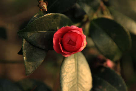 Plantの写真素材