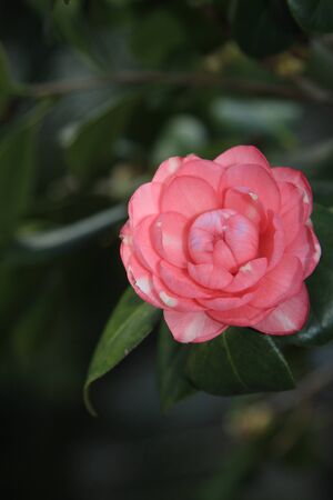 Plantの写真素材