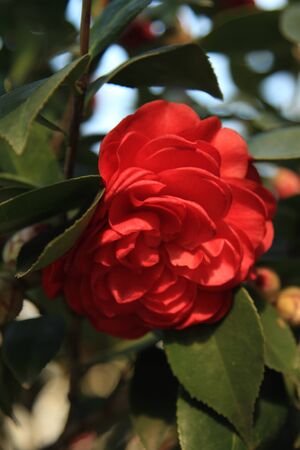 Plantの写真素材