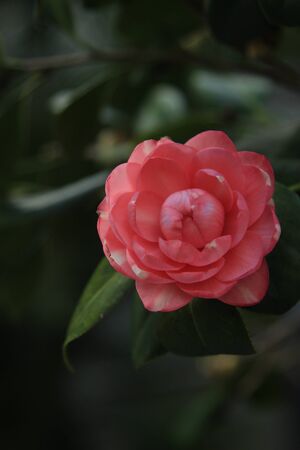 Plantの写真素材