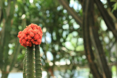 Plantの写真素材