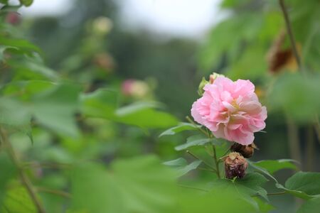 Plantの写真素材