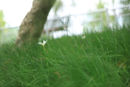 Plantの写真素材