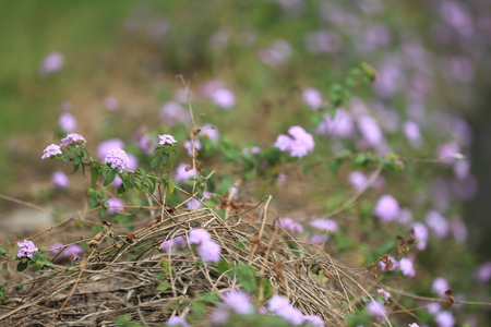 Plantの写真素材