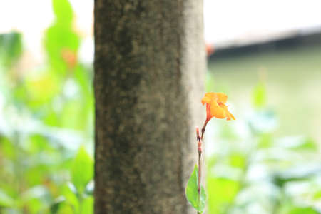 Plantの写真素材