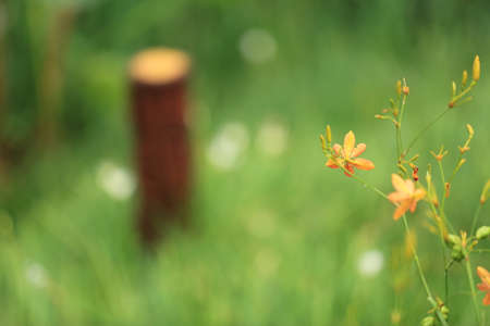 Plantの写真素材