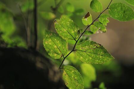 Plant