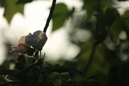 Plantの写真素材