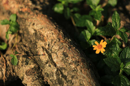 Plantの写真素材