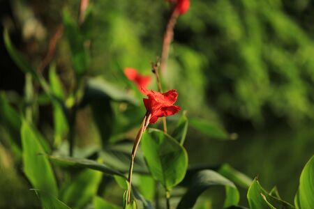 Plantの写真素材