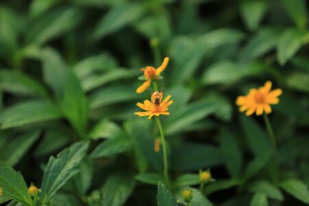 Plantの写真素材