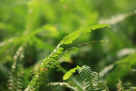 Plantの写真素材