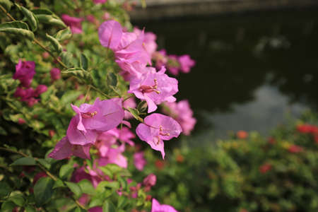 Close up to a purple flower の写真素材