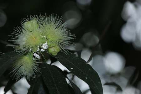 Close up to a plant の写真素材