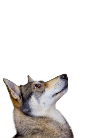 Siberian Husky dog Portrait looking up  isolated on white background.