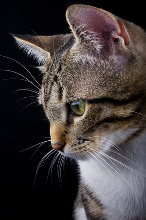 Cat sitting and looking to camera isolated on yellow background.の写真素材