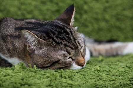 Cat relaxing sleeping on artificial green grass.の写真素材