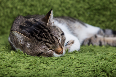 Cat relaxing sleeping on artificial green grass.の写真素材