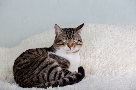Cat sleeping on a soft white blanket.の写真素材