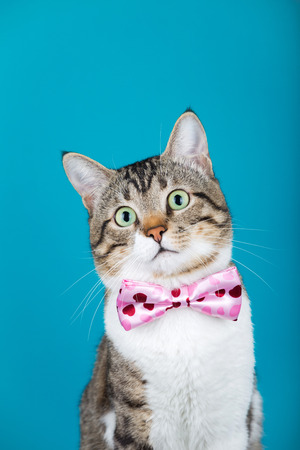 Cat  with a ribbon,bow sitting and looking to camera isolated on blue background.の写真素材