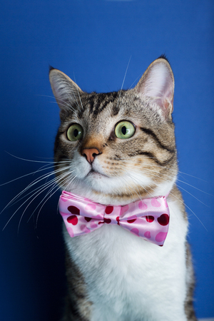 Cat  with a ribbon,bow sitting and looking to camera isolated on violet background.の写真素材