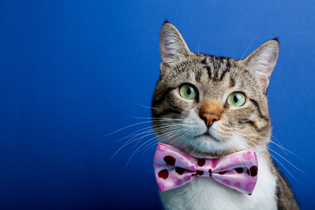 Cat  with a ribbon,bow sitting and looking to camera isolated on blue background.の写真素材