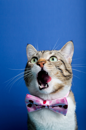 Surprised Cat looking up  with a ribbon,bow sitting and looking up isolated on blue background.の写真素材