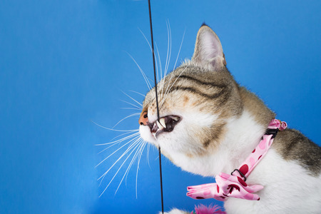 Playful Cat with a bow biting toy isolated on blue backgroundの写真素材