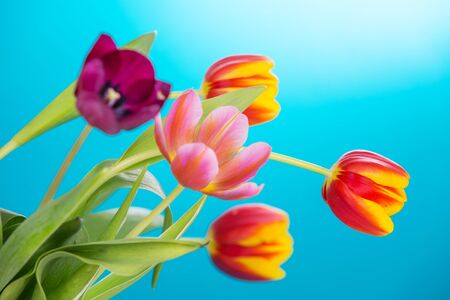 Tulips flowers on a blue background.の写真素材