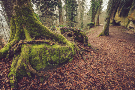  Path in the forest for hickers.A  path in a densely wooded area in Mont-Sainte-Odile,Strasbourg,France.の写真素材
