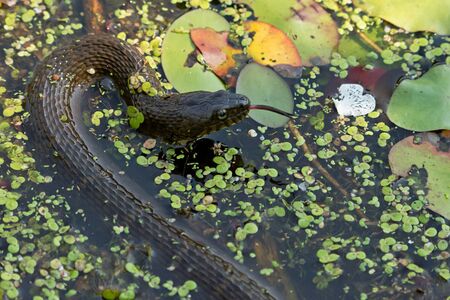 Yellow-bellied water snake in pond