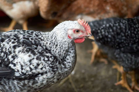 Close up of chicken in barn yard Free range poultry farmingの写真素材