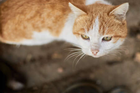 Cute cat looking up at camera from a high angle view on a ground background