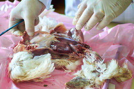 Performing Poultry Necropsy by veterinarian researcher. post-mortem dissectionの写真素材