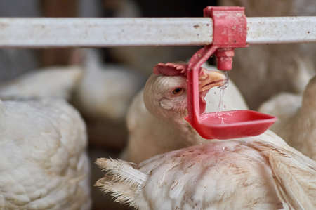 Free range broiler Chickens drinking water by automatic nipple drinker