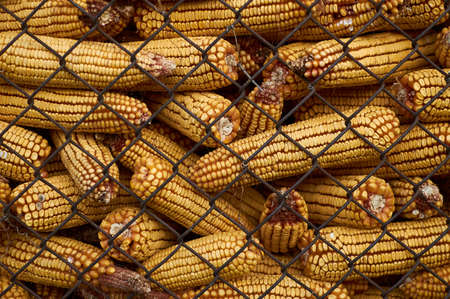 Grid cage full of corn cobs Shot Of maize. dry storageの写真素材