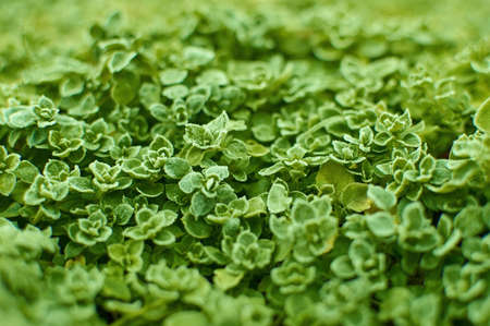 Frozen Green grass field background, nature texture ground cover in winterの写真素材