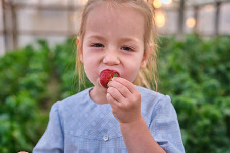 happy toddler eats fresh picked strawberries in the backyard greenhouseの写真素材