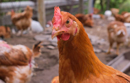 close up head backyard looking front Red Cockerel Rhode Island rooster chickenの写真素材