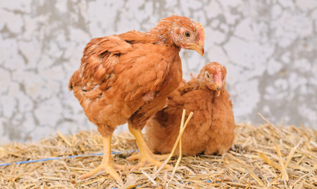chickens poultry hen standing straw bale in front of white concrete backgroundの写真素材